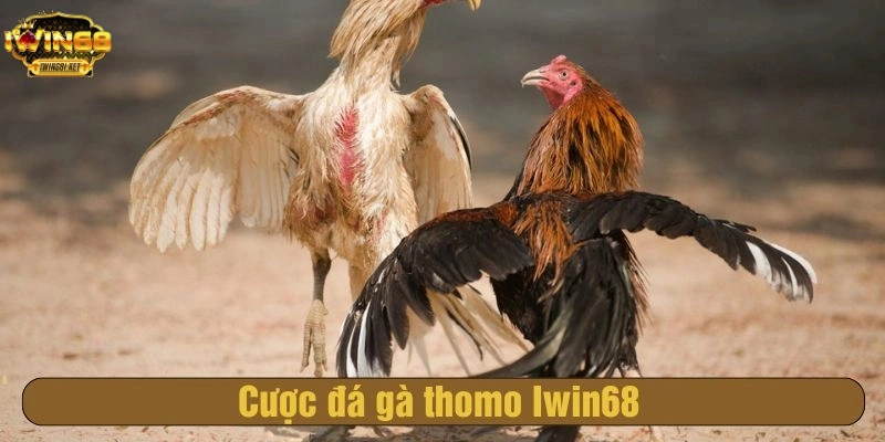 Cách tham gia đá gà thomo